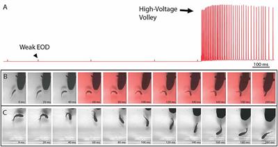 Frontiers The Astonishing Behavior of Electric Eels